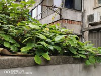 幸福二村 2室 78㎡ 142万